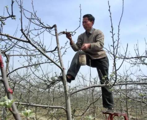 果树清园口诀,果园春季清园药