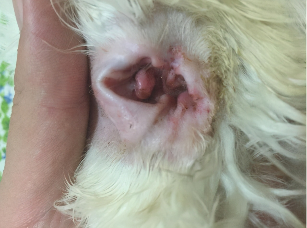 比熊犬泪痕是什么样的,比熊犬有泪痕有什么小技巧