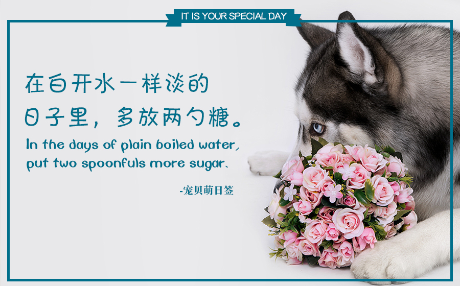 两个月狗狗眼屎多用什么药,狗狗眼屎多什么原因导致的