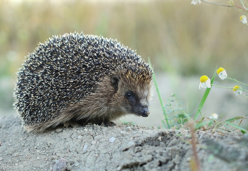 刺猬原则是什么意思,刺猬原则的意思