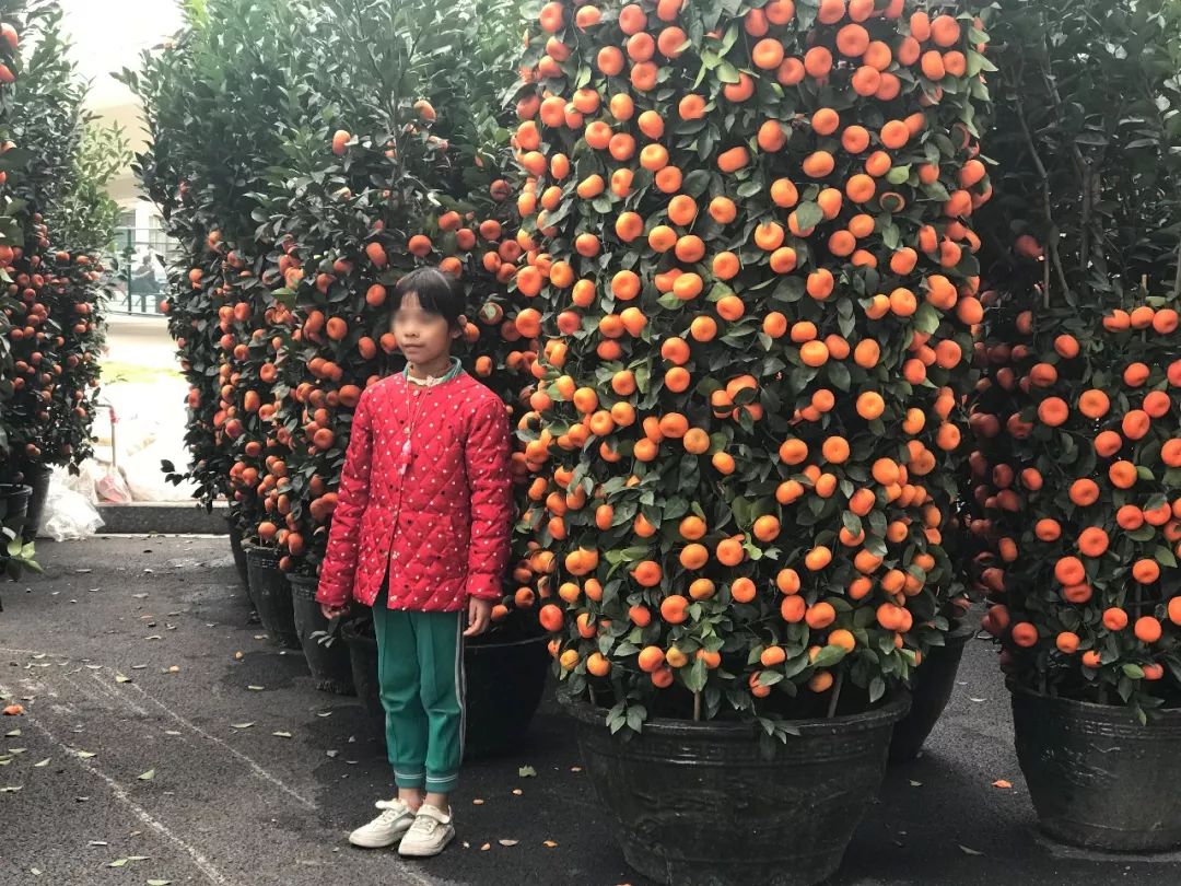 肇庆各区花市,2020肇庆市花市图片