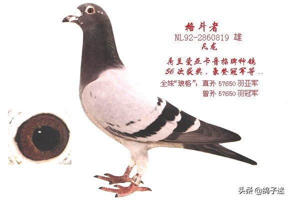 赛鸽眼睛长东西,赛鸽血统重要还是个体重要