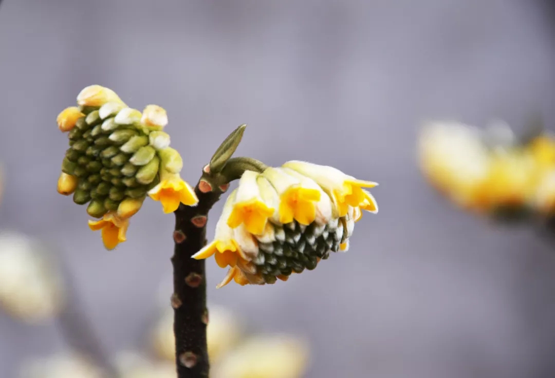 客厅卧室持久留香的香水,家里适合放什么香水