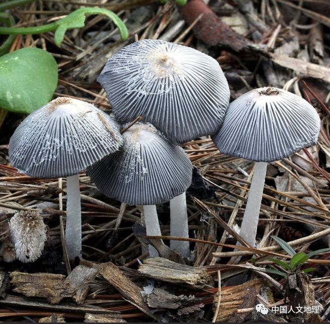 摄影彩色蘑菇,摄影师拍摄迷你蘑菇