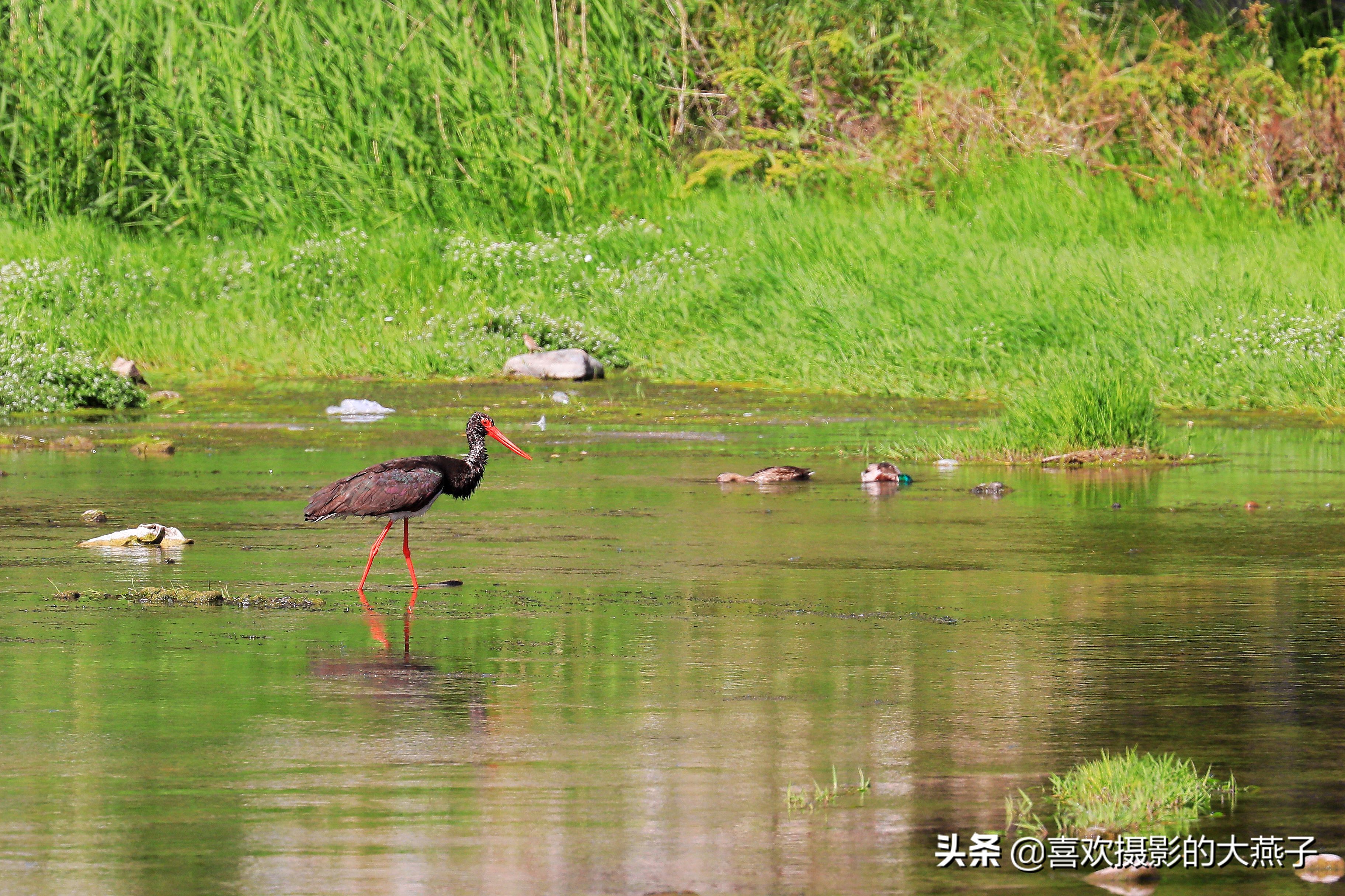 慕名前往十渡黑鹳之乡小有收获
