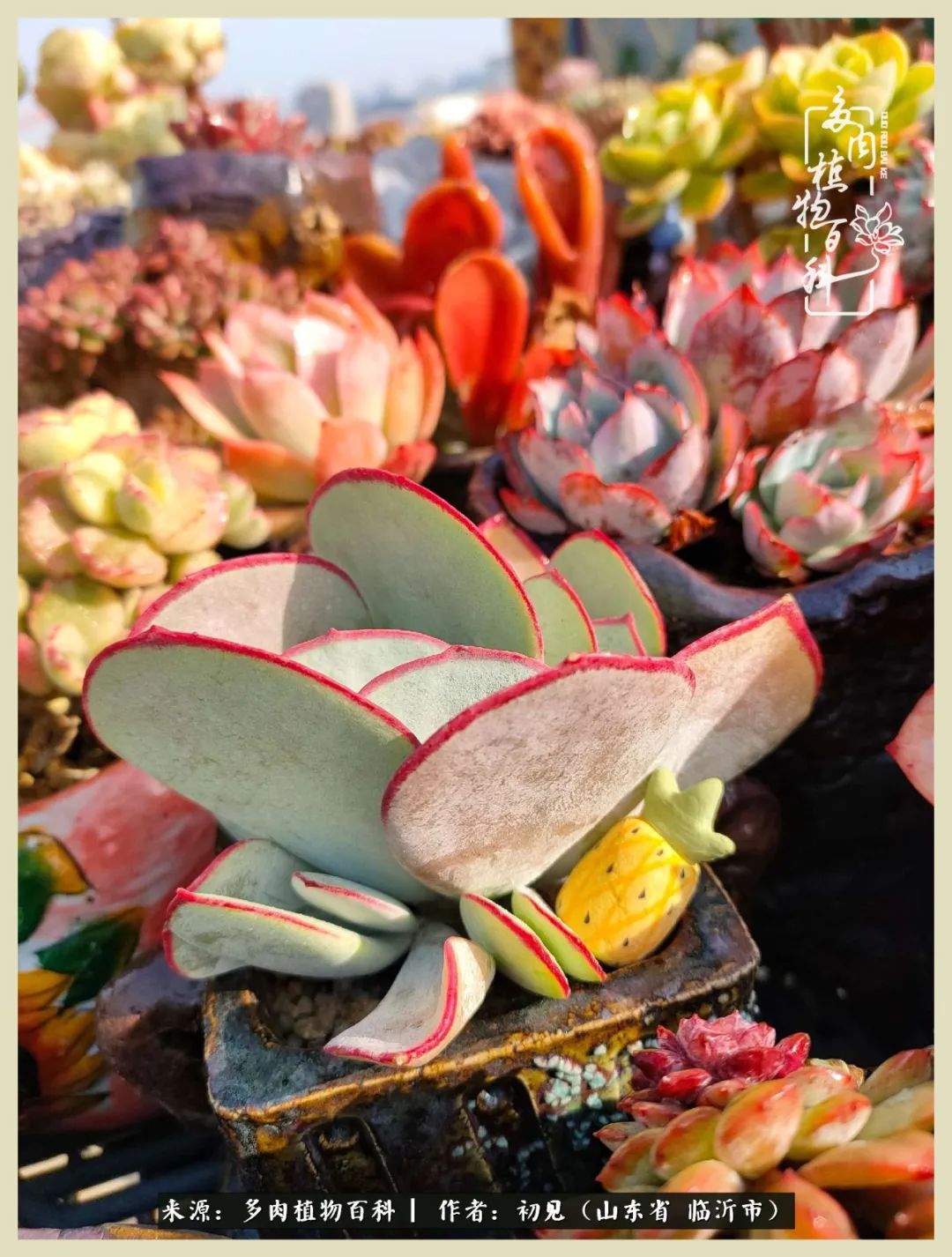 和多肉植物相伴,和多肉相处的心情