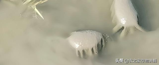 水稻长青苔怎么治理,水稻田里长青苔怎么处理