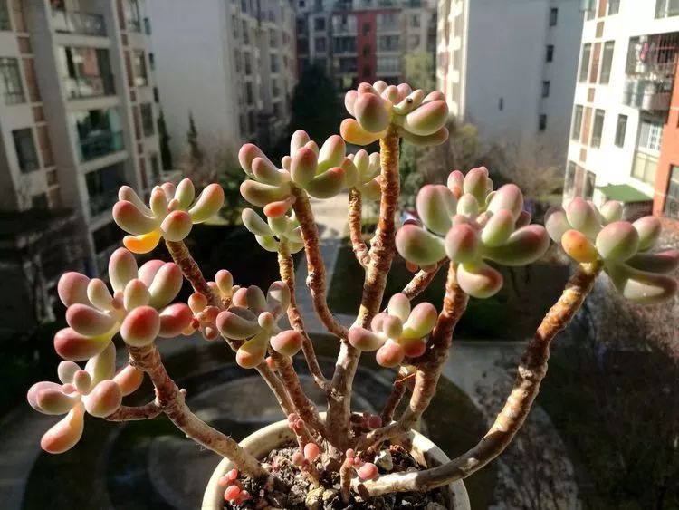 冬日暖阳邂逅最美的多肉,冬日暖阳和多肉暖了我的心