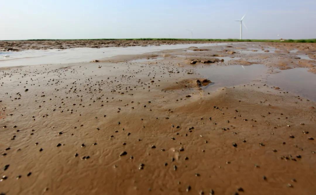 长江大闸蟹怎样,长江大闸蟹