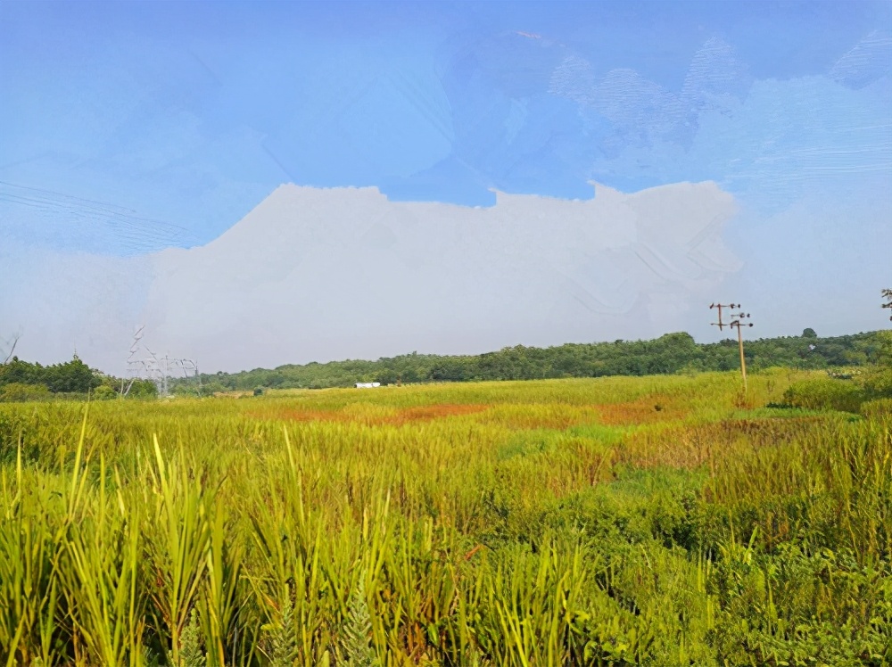 乌龟墩遗址,乌龟墩古墓