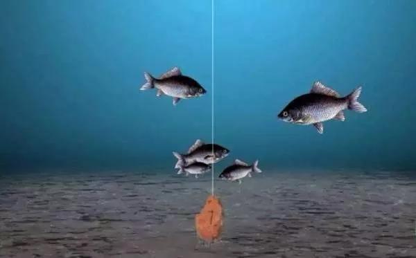 野钓总是下钩中鱼情况分析,野钓双尾率怎么提升