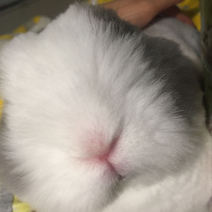 宠物知道主人爱它吗,你的宠物真的爱你吗