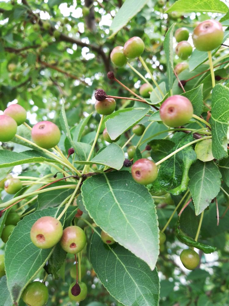 曲红旗简介,曲红旗