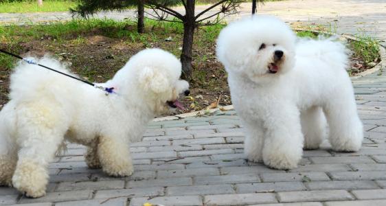 比熊养公的好还是母的好点,比熊养公的还是母的好