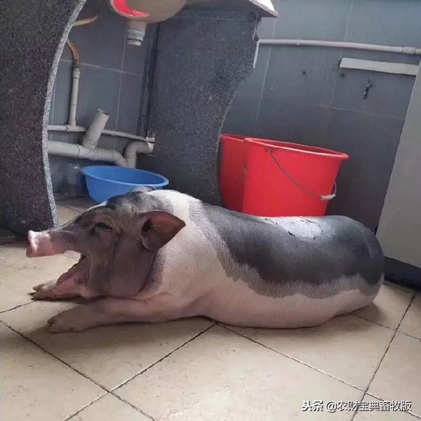 大学生宿舍养猪被发现遭通报批评,大学宿舍养猪