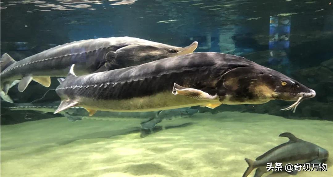 白化鲟鱼鱼子酱多少一条,鲟鱼鱼子酱值多少钱