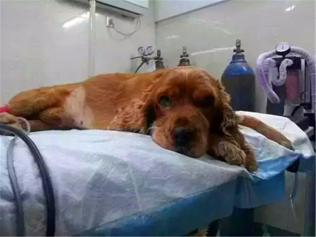 狗狗误舔了除菌液,狗狗不小心舔到84消毒液