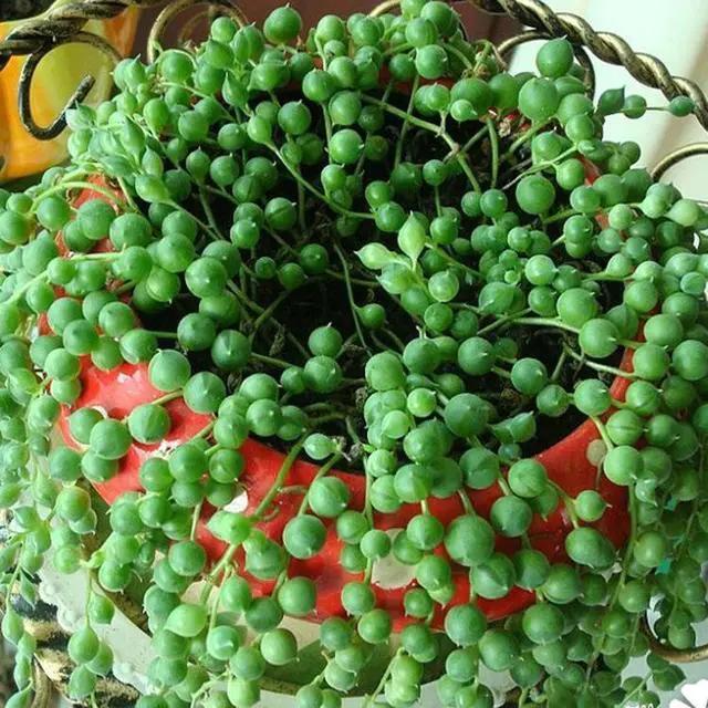 珍珠吊兰怎样长得快,珍珠吊兰怎么养