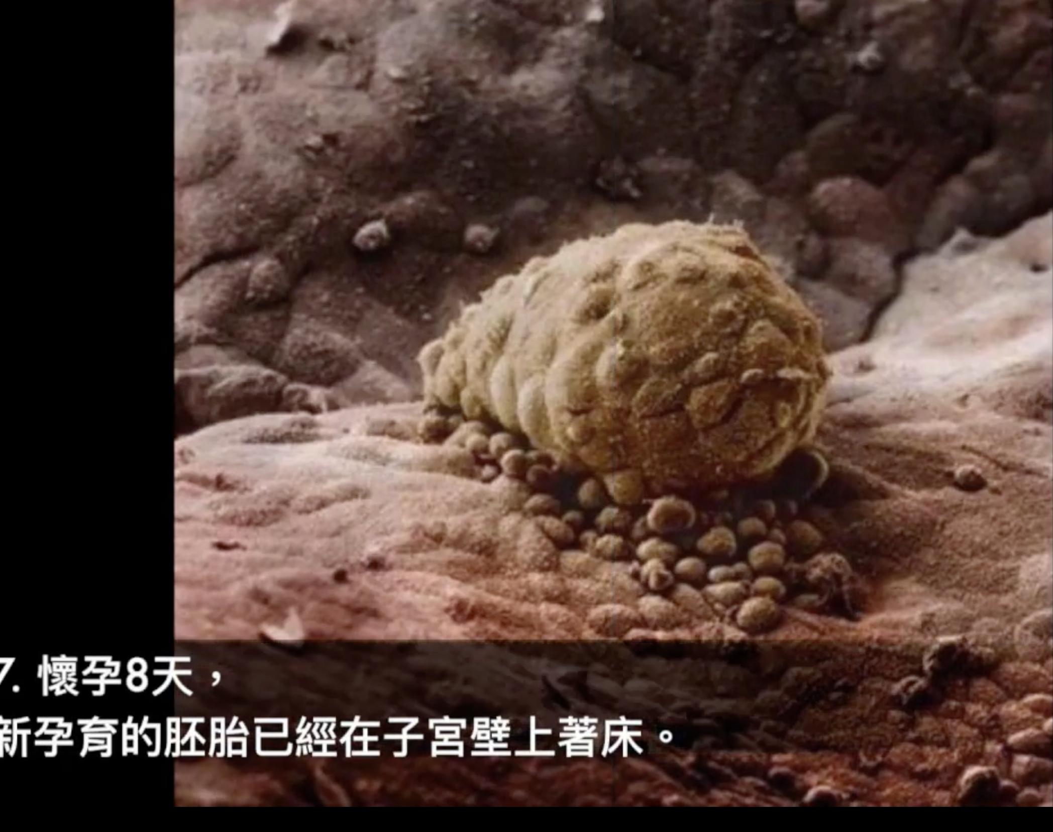 胎儿1-40周发育过程图高清纪录片,1-40周胎儿发育注意事项