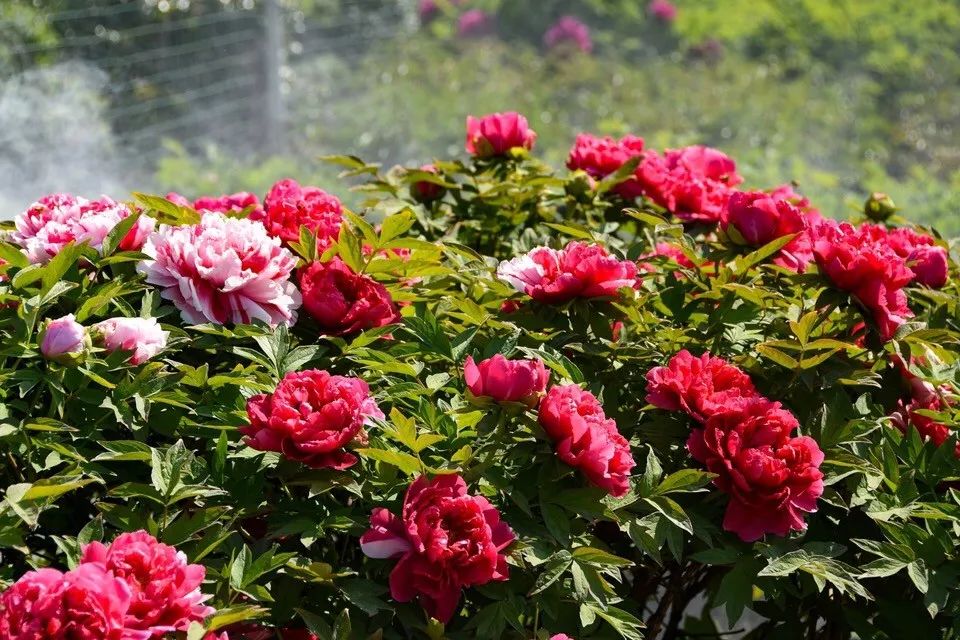 这六种花寓意吉祥好养易活,公认最吉利的4种花