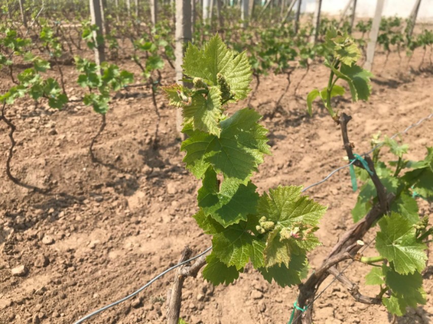 葡萄防止落果技术,防止落花落果也能疏花疏果