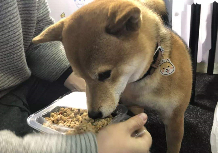 水泡的狗粮营养会不会流失,狗粮每次都需要水泡吗