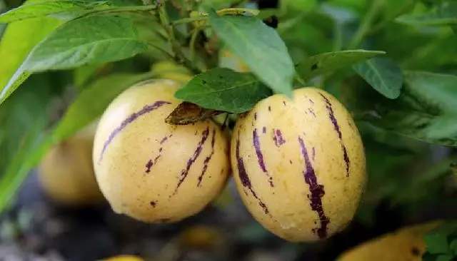 人参果树可以做什么,人参果的栽培方法