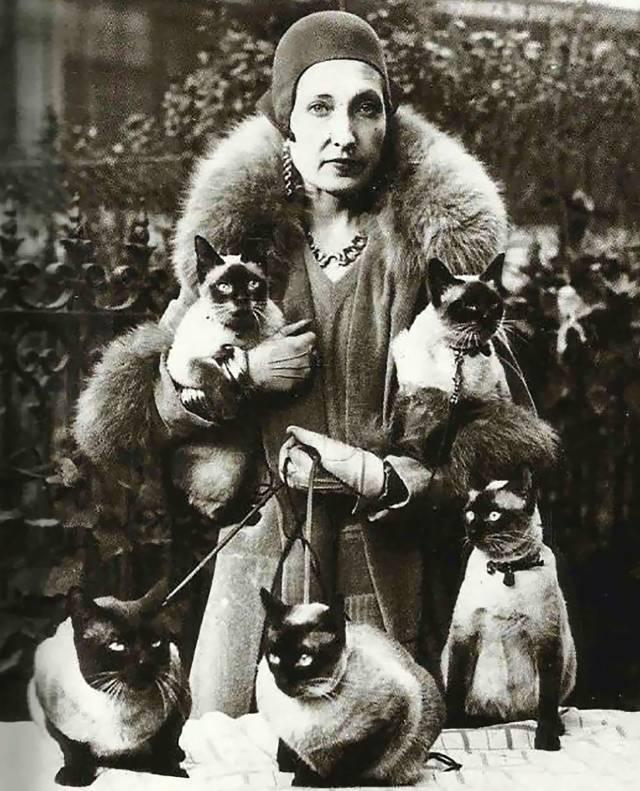 一起来了解暹罗猫,为什么都喜欢暹罗猫