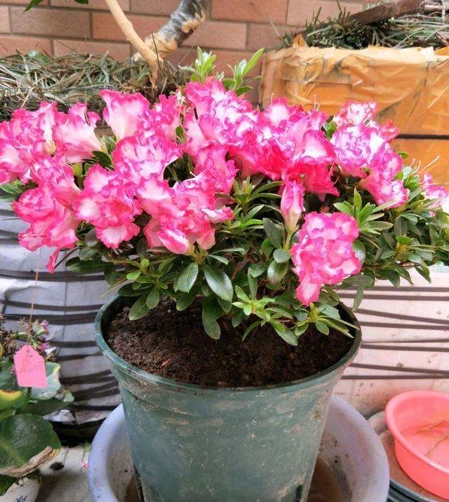 杜鹃花怎么养不长高呢,杜鹃花如何养才会长得更旺盛