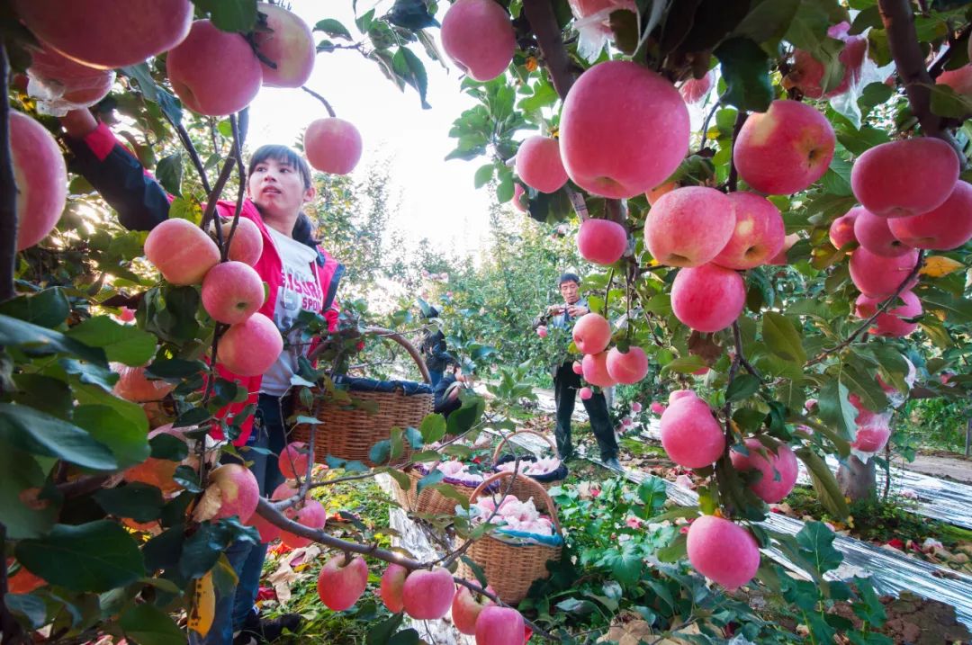 走向我们的小康生活9张海报,幸福新时代主题摄影作品