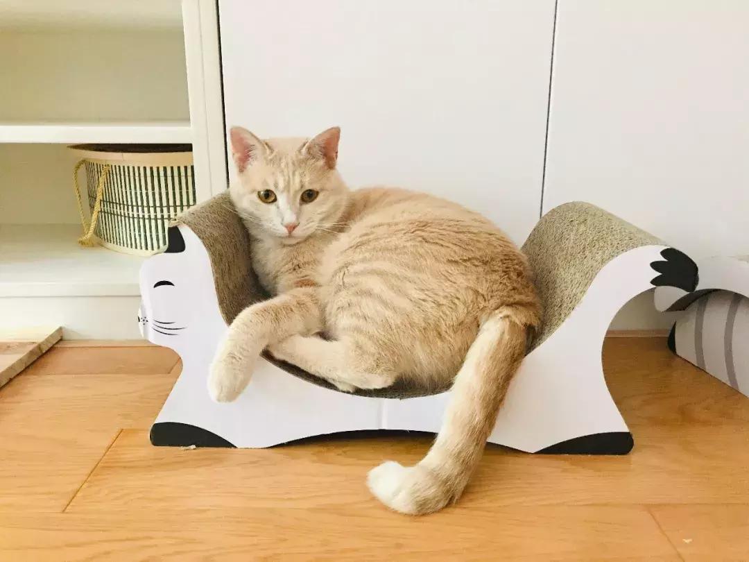 小佩猫窝布偶,小佩猫窝事件