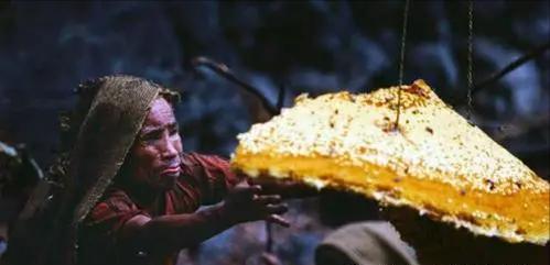 喜马拉雅采蜜人纪录片,喜马拉雅山采蜜