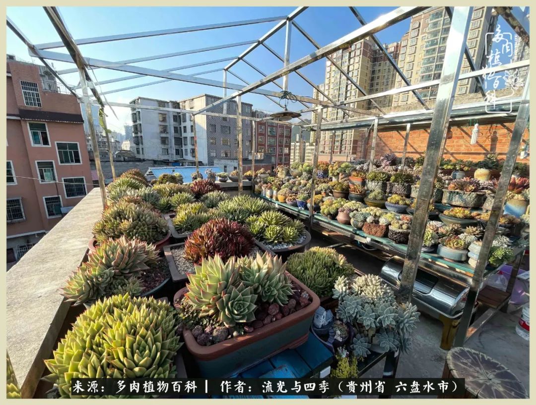 国庆假期你快乐吗？来，凉都美肉与你相伴一一小乌木的霸气东云