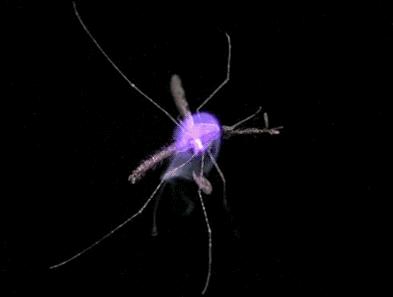 电蚊拍电击蚊子全过程,电蚊拍功率多大能电死蚊子