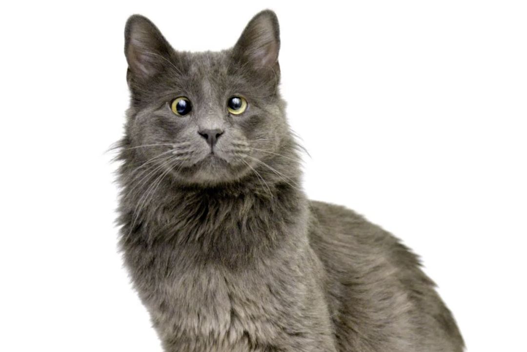 轻度斗鸡眼的猫咪,呆呆猫咪斗鸡眼