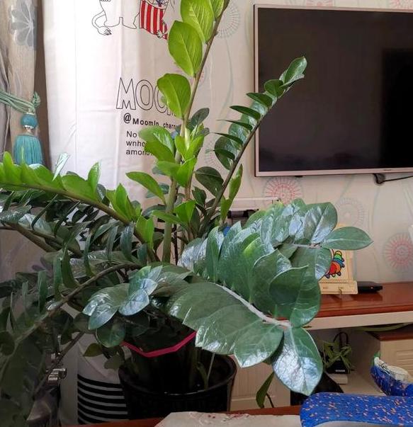 如何让盆栽的花多开花,如何使盆栽的花花期长