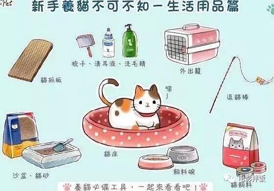 新手养猫养什么猫又便宜又好养,新手养猫第一天猫咪害怕怎么办