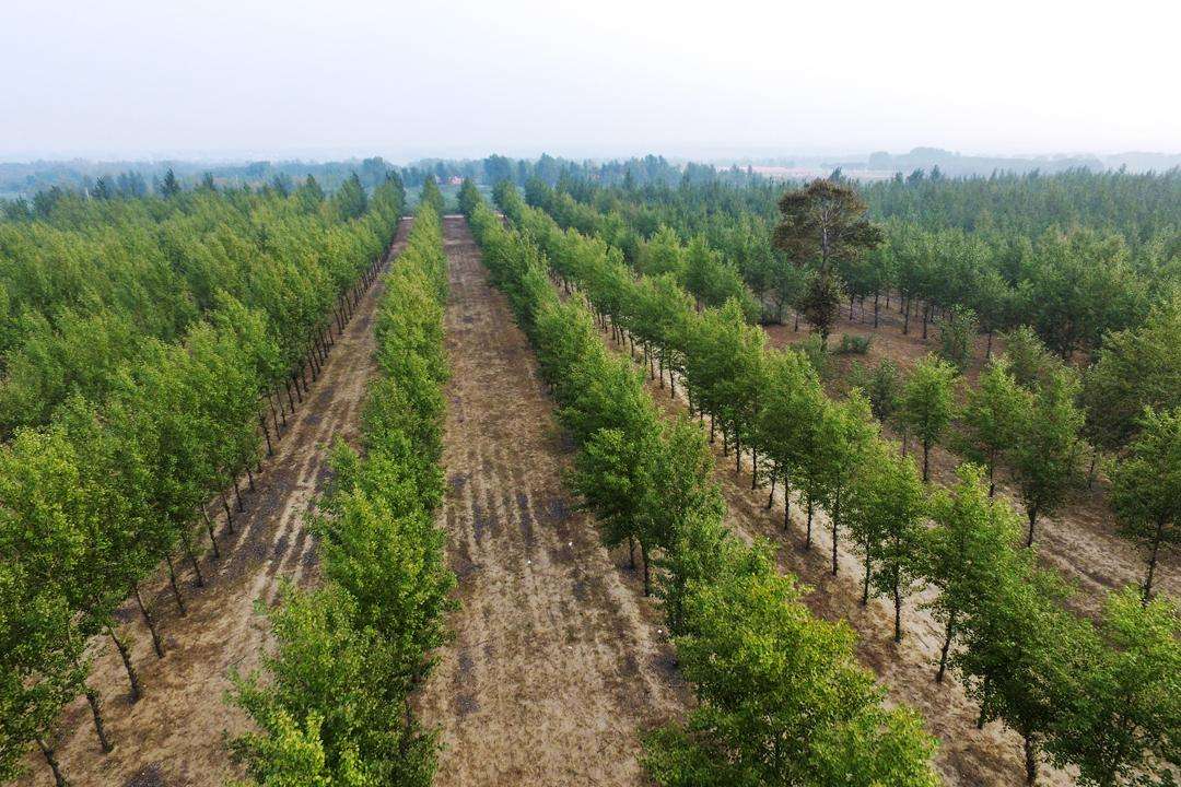 杨树种植技术及病虫害防治,三年生的杨树春天防病虫害怎么防