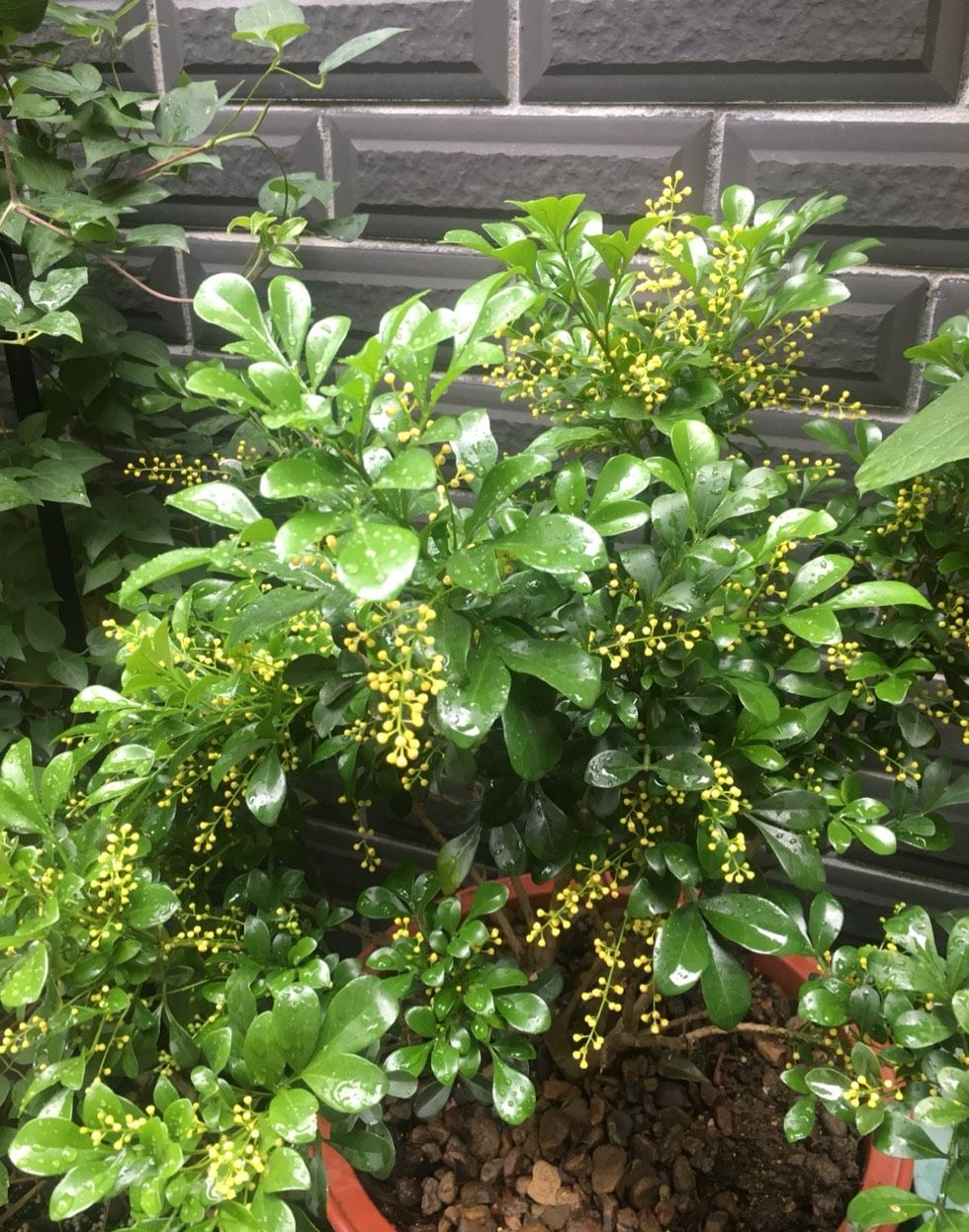 米兰花什么品种好养还花香,米兰花怎么养叶子才会油绿有光泽