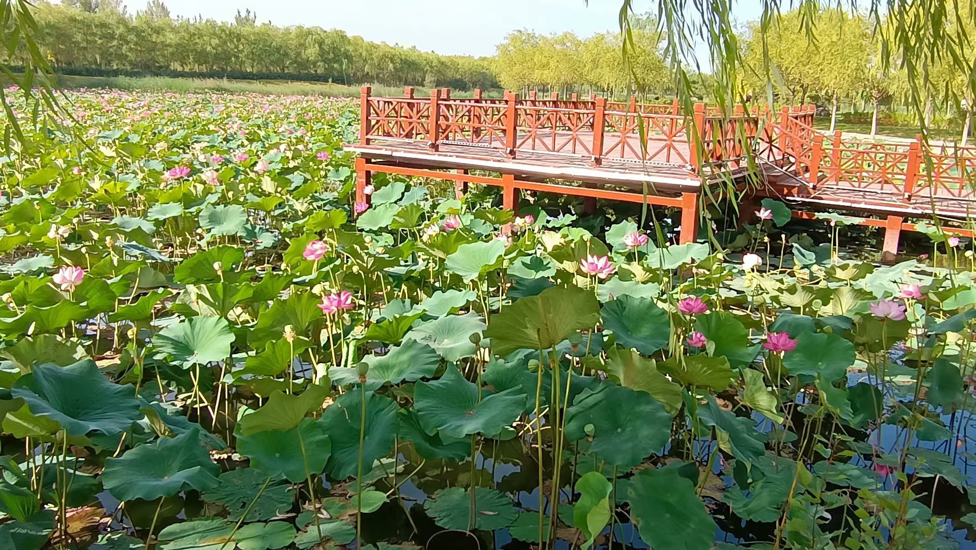 出淤泥而不染濯清涟而不妖原文,出淤泥而不染濯清涟而不妖行书