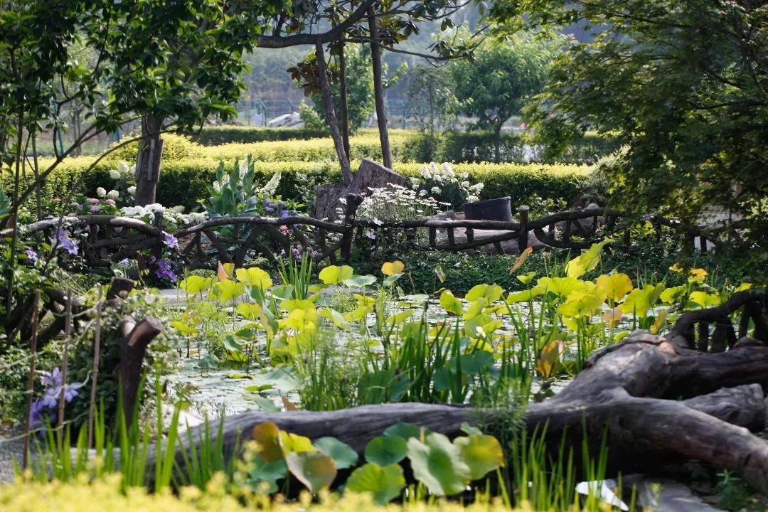 建一座完全不打药的生态花园,所有生命在这里和谐共处,值得收藏