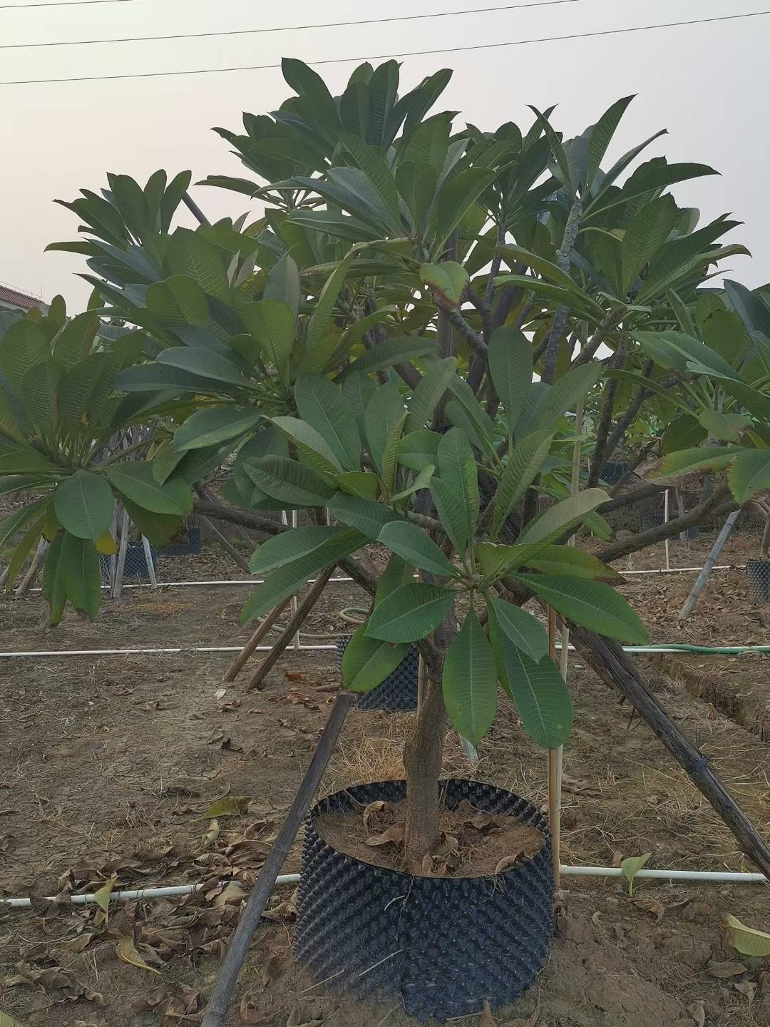鸡蛋花病害家用小妙招,鸡蛋花虫害防治有妙招