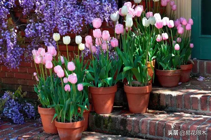 郁金香的种植方法及养护,郁金香养护方法及注意事项