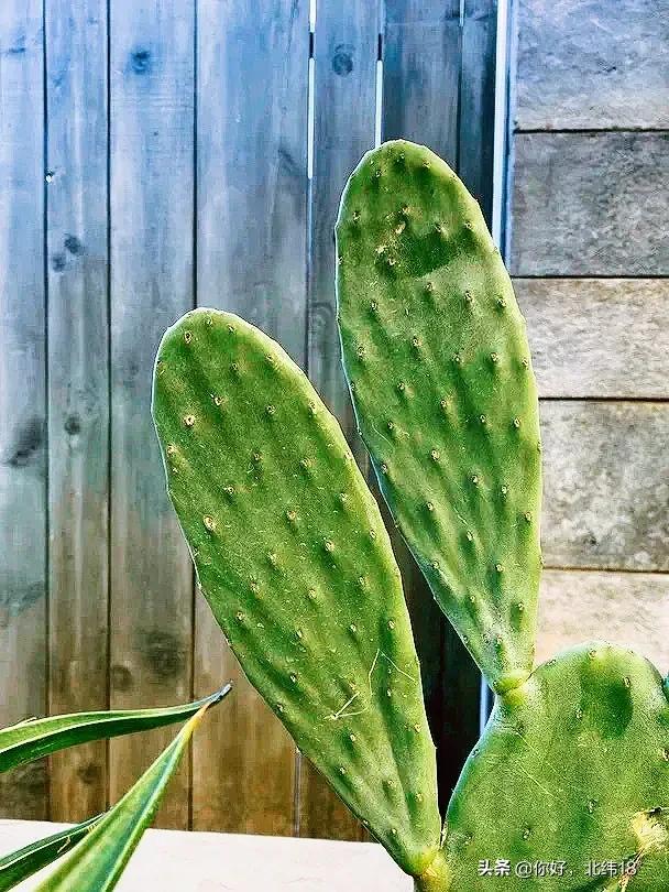 吃仙人掌十大禁忌,吃仙人掌有什么好处