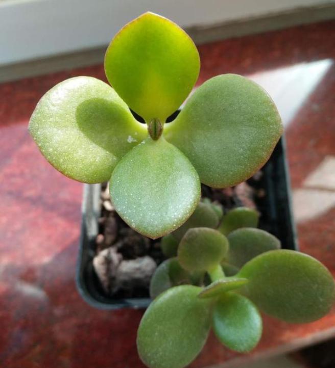 怎样修剪让玉树往高长,如何使盆栽玉树长得旺盛