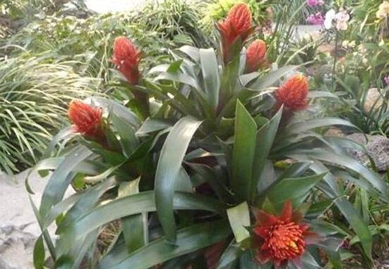 鸿运当头烂根,鸿运当头烂根如何挽救