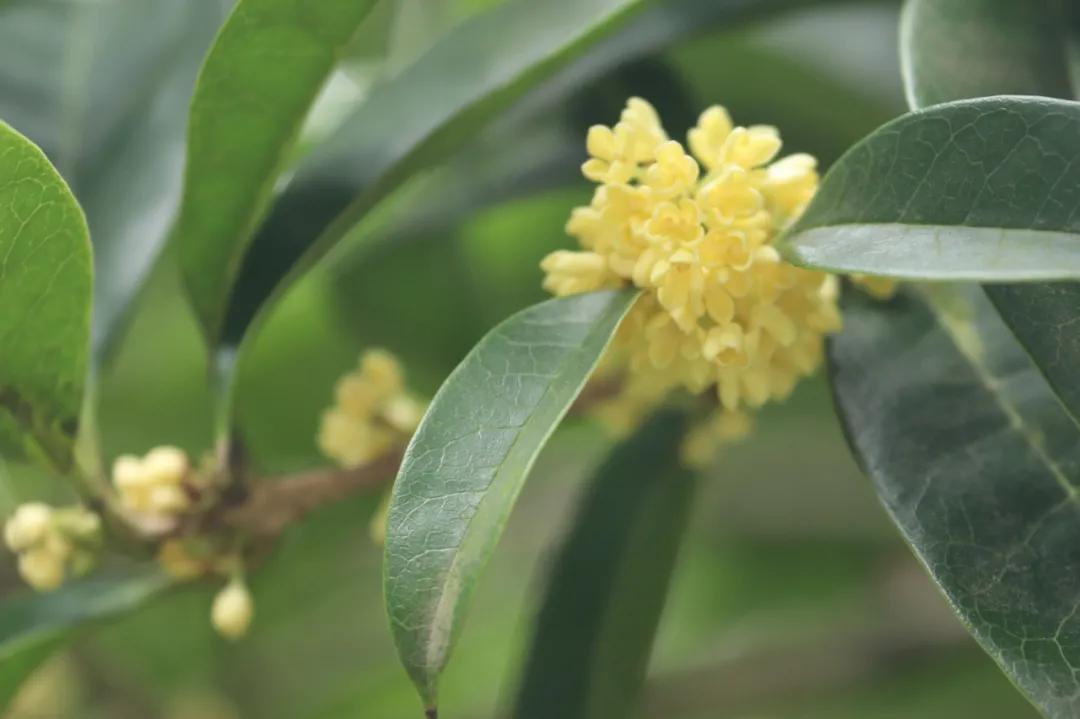 秋分来了，今天有个重要的节日！杭州何时入秋？警惕“秋老虎”