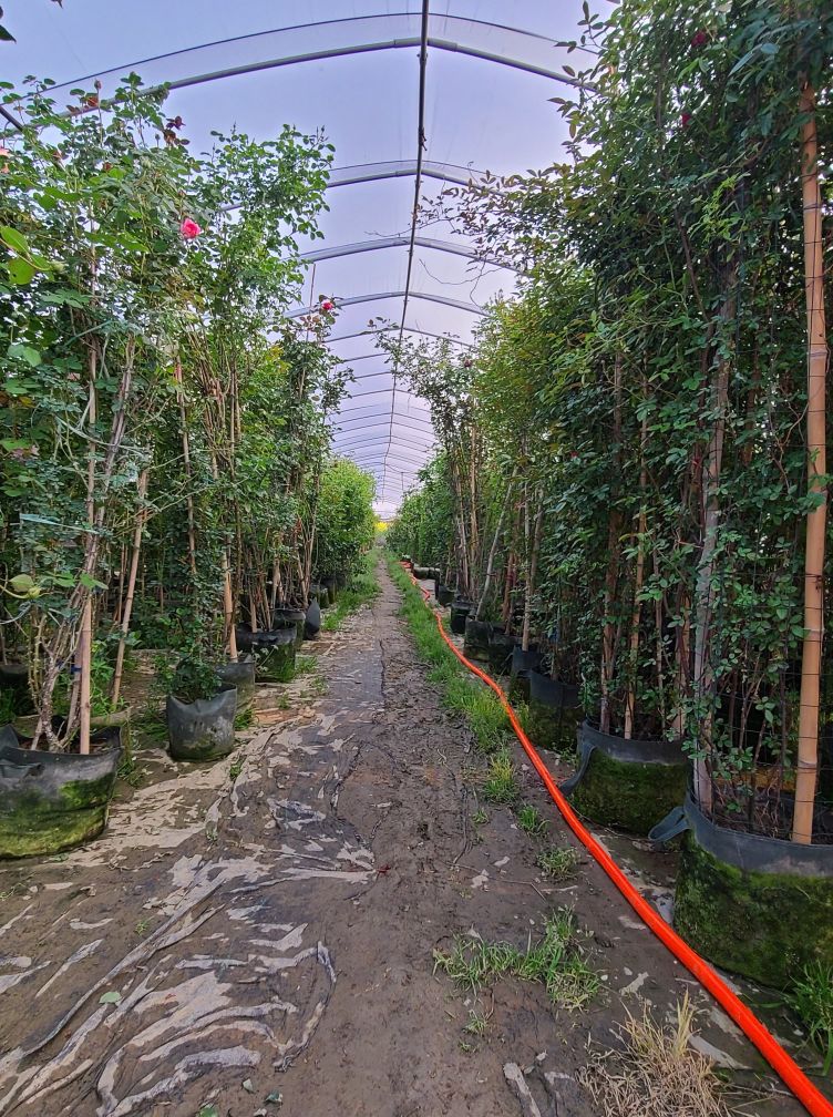 月季基地最美,常州最大月季基地