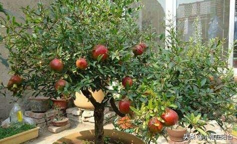 为什么石榴开花有早开有晚开花呢,石榴盆景多开花的技术有哪些方法