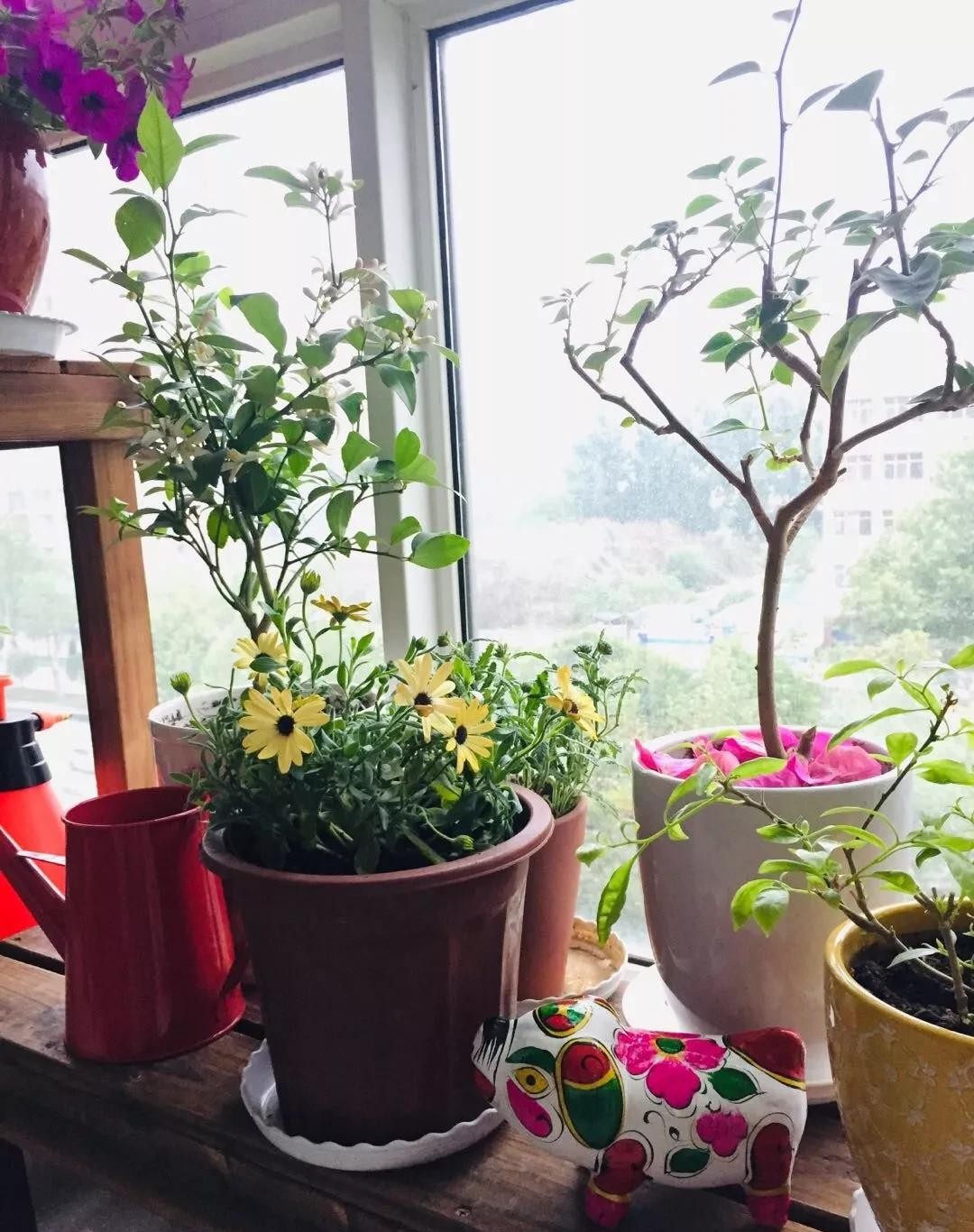 没有阳台也可以种花,没有院子没有阳台适合种什么花